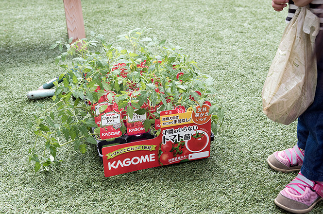 トマトの苗の植樹会