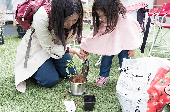 トマトの苗の植樹会