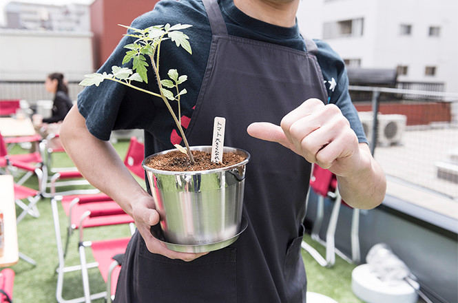 トマトの苗の植樹会