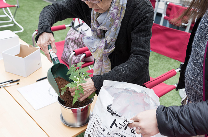 トマトの苗の植樹会